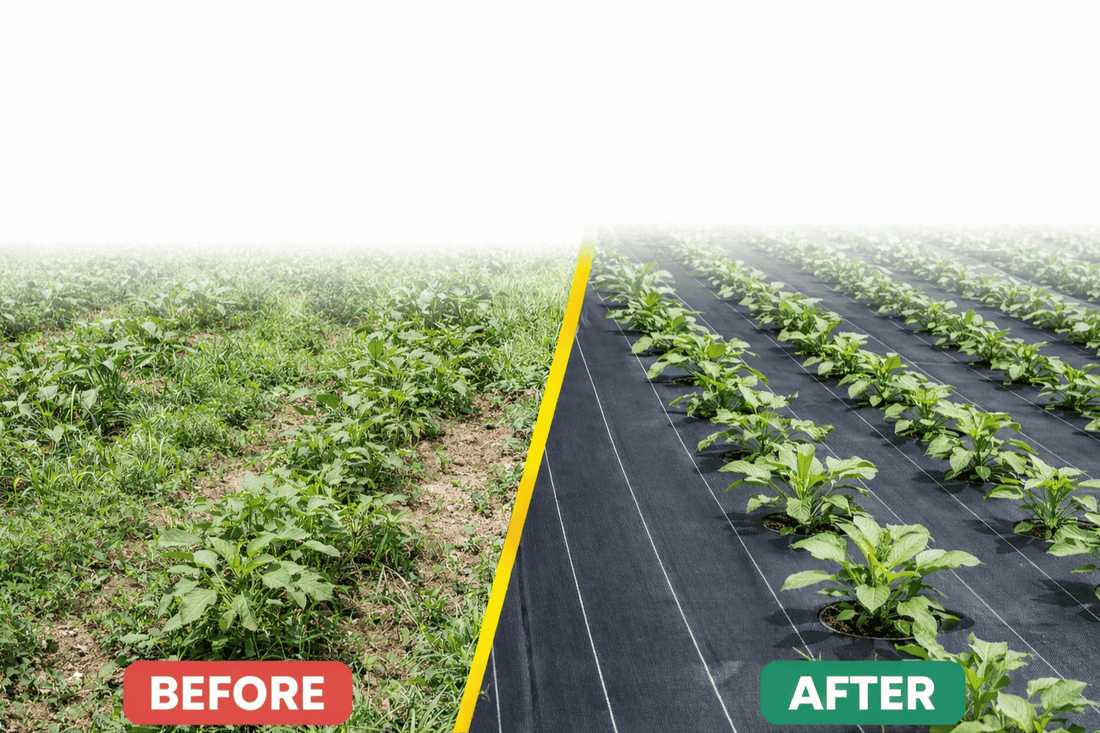 installation of weed mat in garden for effective weed control and soil protection