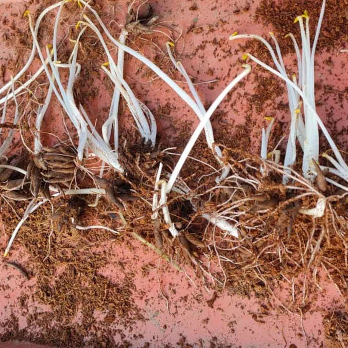 Ranunculus Flower Bulbs Mixed Colors (5N) (Copy) (Copy) (Copy)