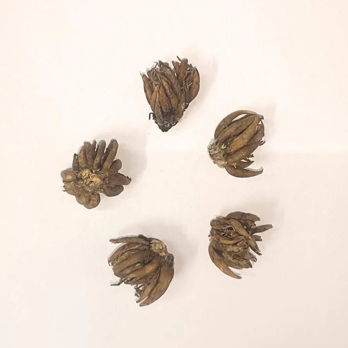 Ranunculus Flower Bulbs Mixed Colors (5N) (Copy) (Copy) (Copy)