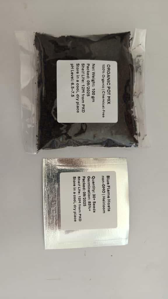 Blue Flame Hostas and Free Organic Pot Mix 100 Grams - BhoomiBharat