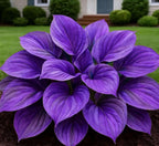 Blue Flame Hostas and Free Organic Pot Mix 100 Grams - BhoomiBharat