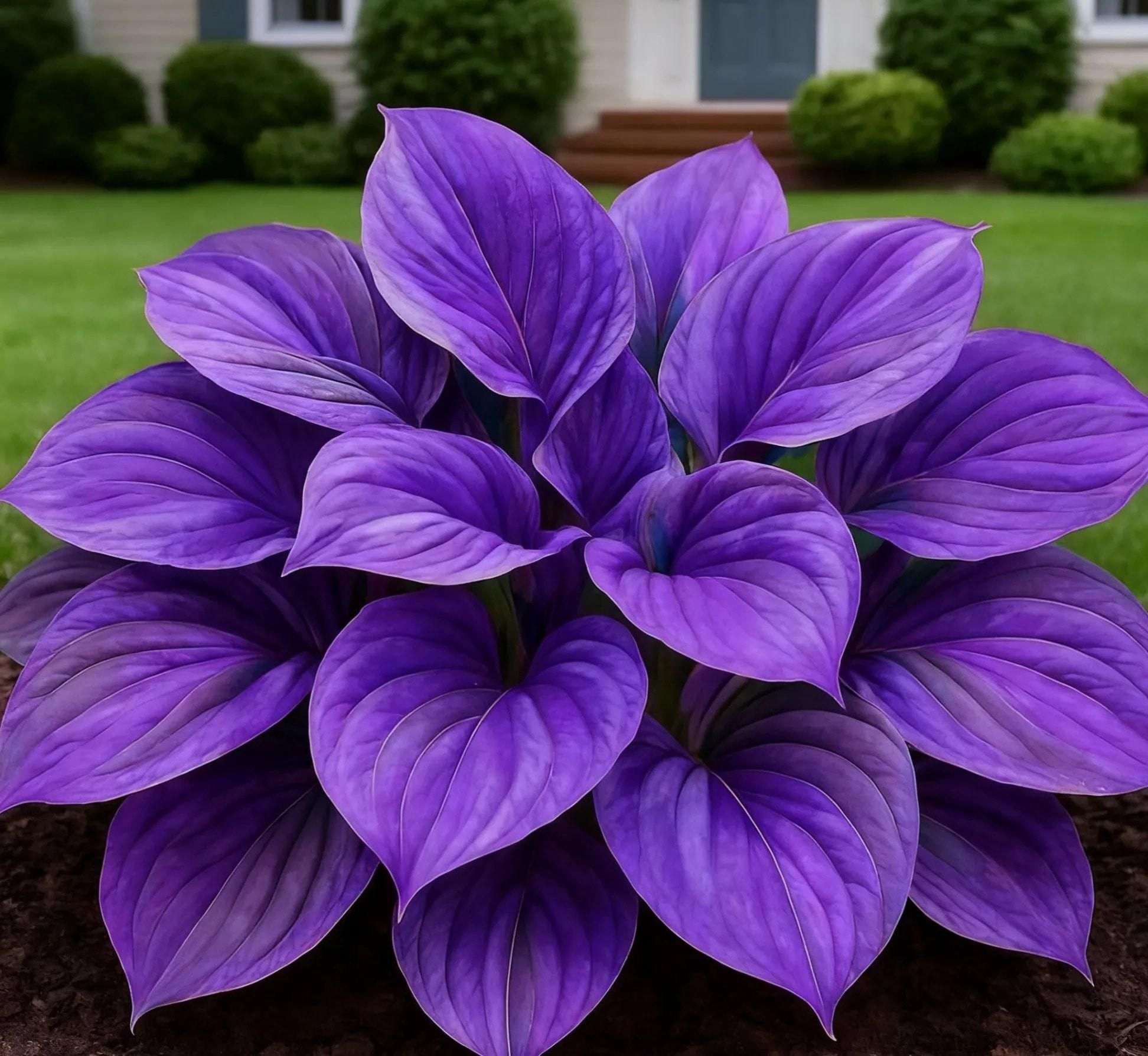 Blue Flame Hostas and Free Organic Pot Mix 100 Grams - BhoomiBharat