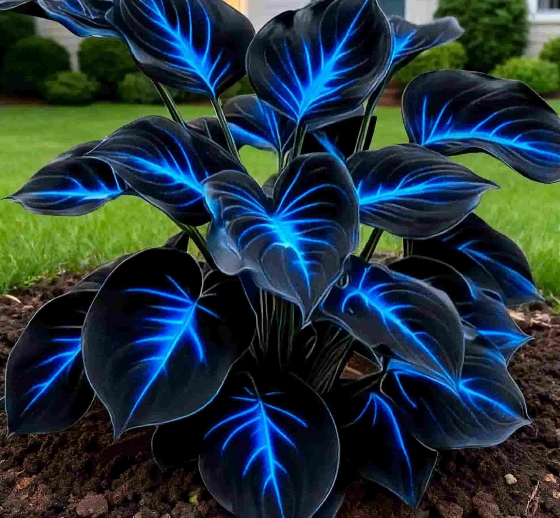 Blue Flame Hostas and Free Organic Pot Mix 100 Grams - BhoomiBharat