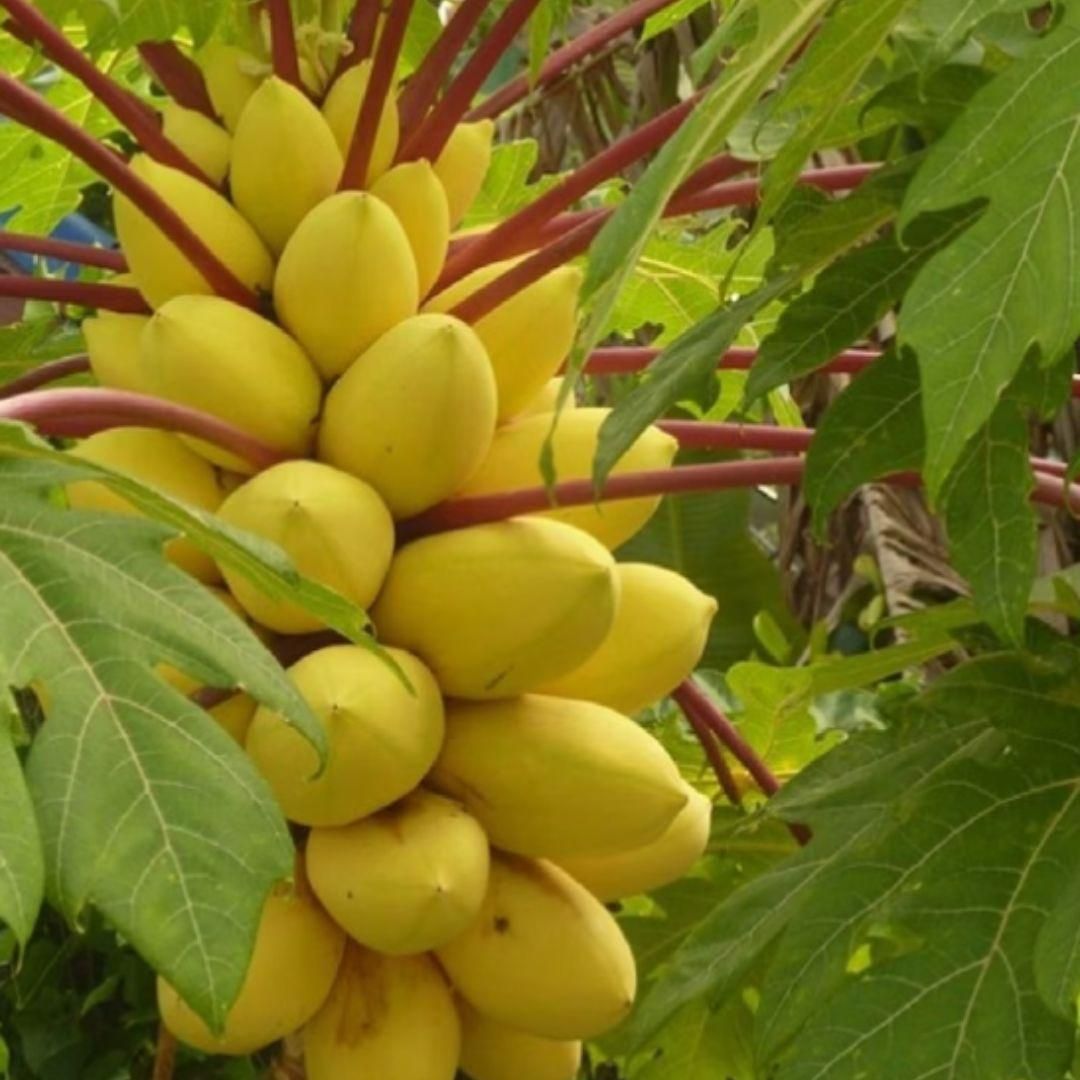Golden Creamy Papaya Seeds - BhoomiBharat