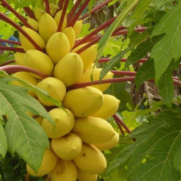 Golden Creamy Papaya Seeds | Premium Quality Seeds for Home Gardening