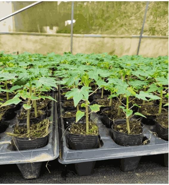 Golden Creamy Papaya Seeds - BhoomiBharat