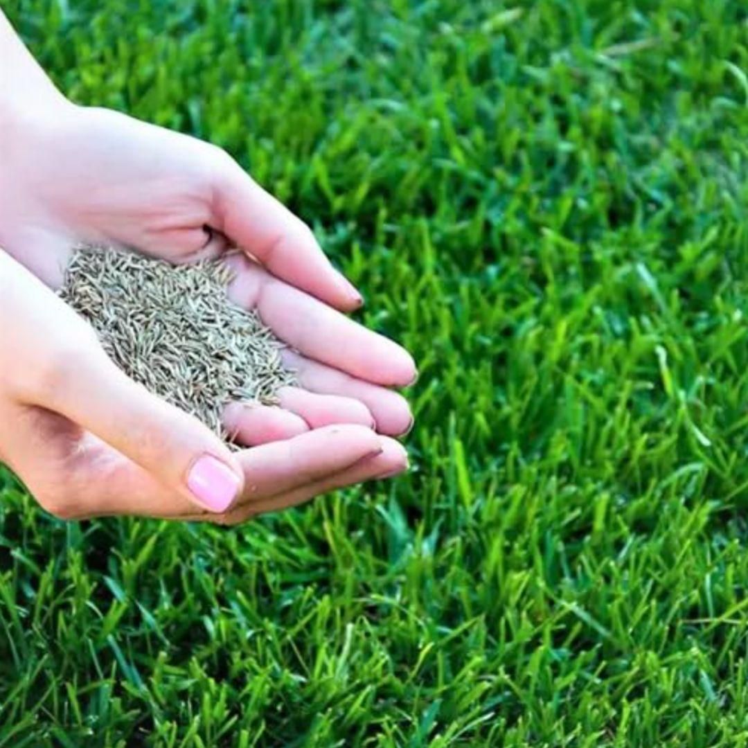 Grass Seeds Hybrid Best For Your Beautiful Home Gardening (Pack Of 100 seeds) (Pack of 1) - BhoomiBharat