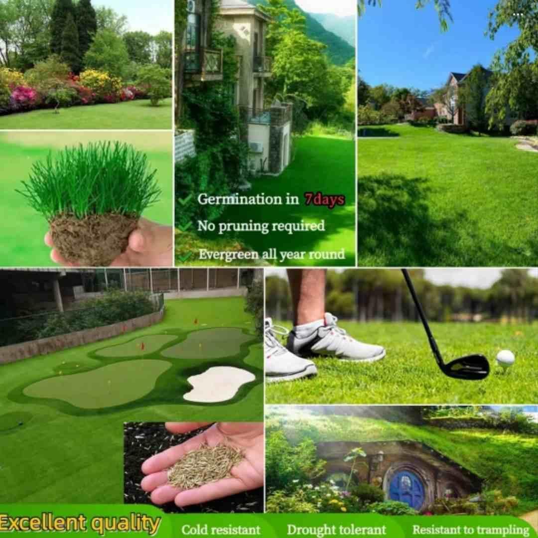 Grass Seeds Hybrid Best For Your Beautiful Home Gardening (Pack Of 100 seeds) (Pack of 1) - BhoomiBharat