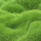 Grass Seeds Hybrid Best For Your Beautiful Home Gardening (Pack Of 100 seeds) (Pack of 1) - BhoomiBharat