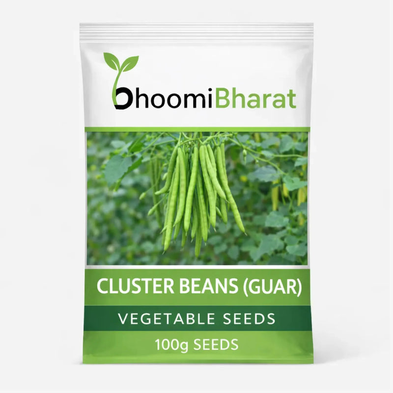 Cluster Beans Seed