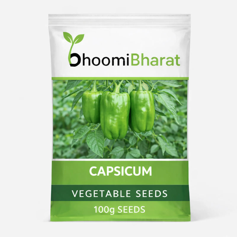 Capsicum Seed