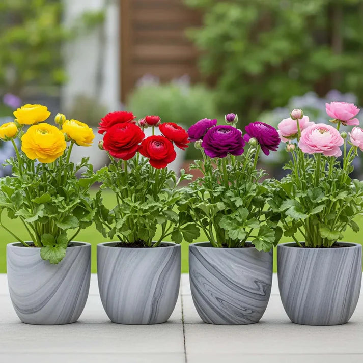 Ranunculus Flower Bulbs Mixed Colors (5N) (Copy) (Copy)