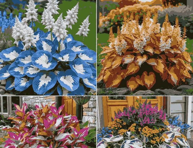 Shade - Tolerant and Cold - Hardy Hosta Flowers - BhoomiBharat