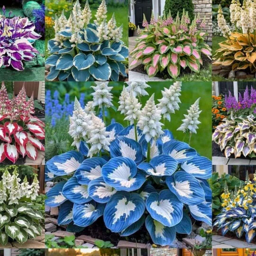 Shade - Tolerant and Cold - Hardy Hosta Flowers - BhoomiBharat